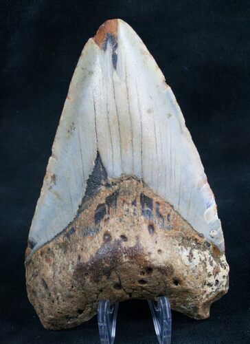 Megalodon Tooth From North Carolina #7944